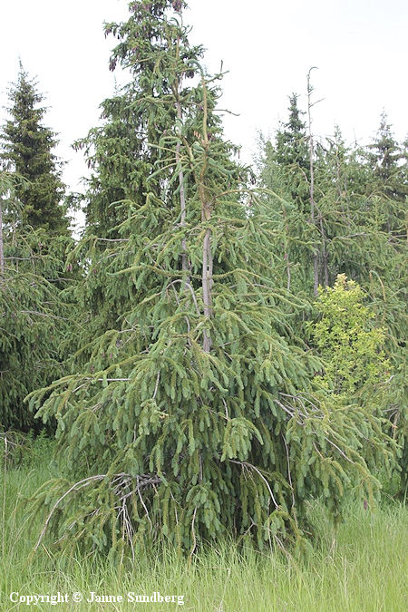 Picea abies f. virgata, k��rmekuusi